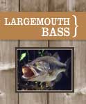 Large Mouth Bass